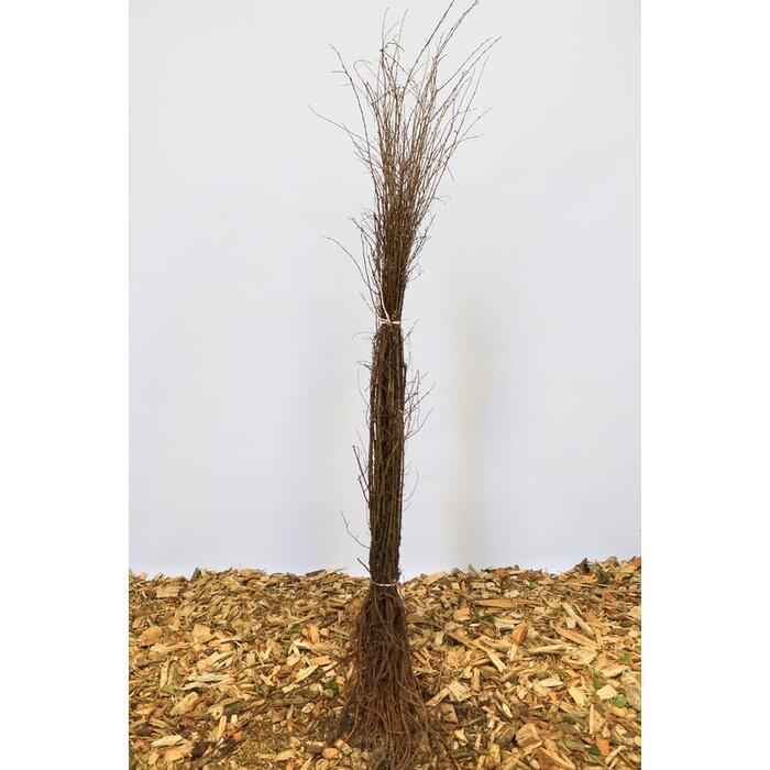 Ulmus minor - Gladde iep (Kale wortel) PRE-ORDER