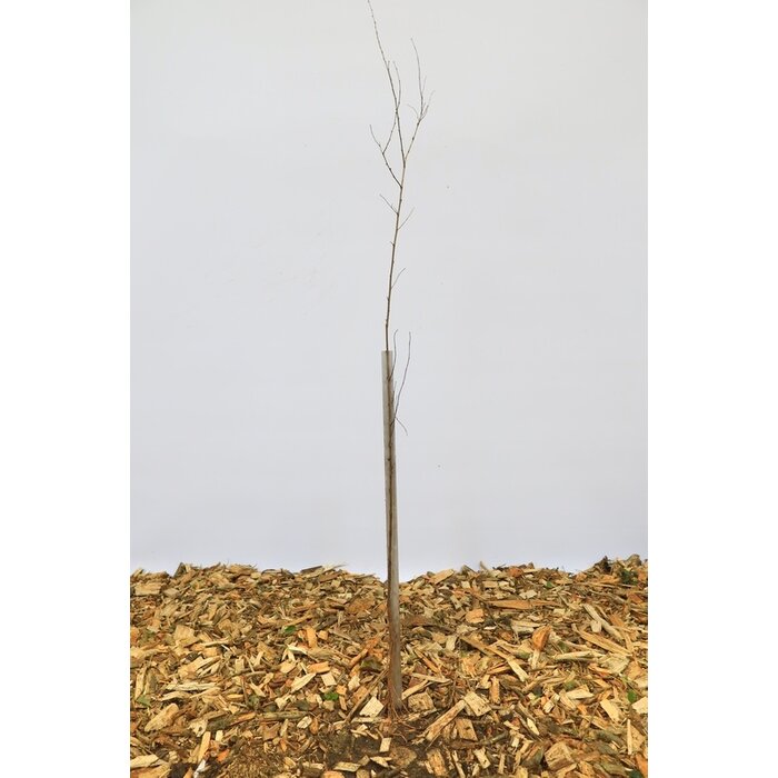Ulmus minor - Gladde iep (Kale wortel) PRE-ORDER