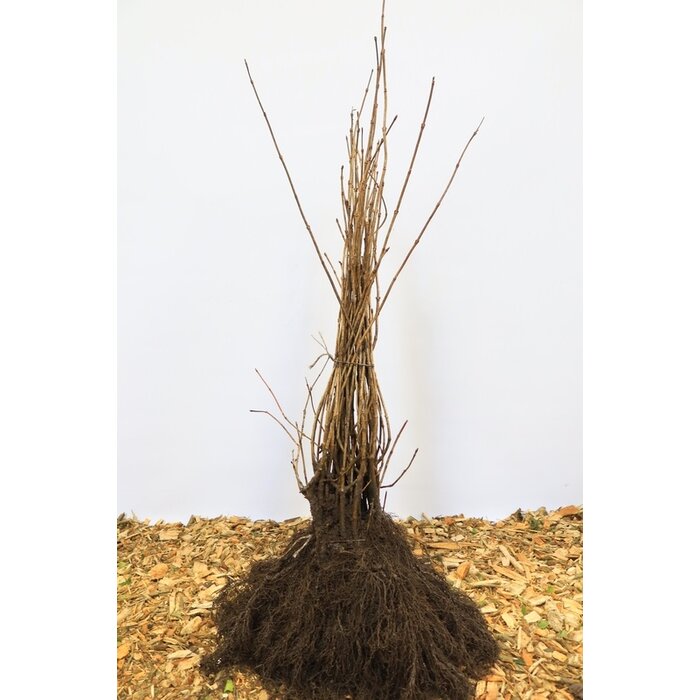 Viburnum opulus - Gelderse roos (Kale wortel)