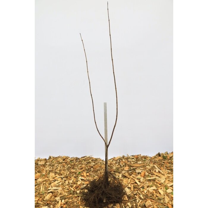 Viburnum opulus - Gelderse roos (Kale wortel)