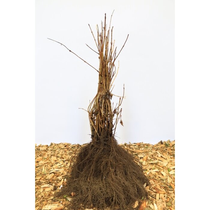 Viburnum rhytidophyllum - Sneeuwbal (Kale wortel)