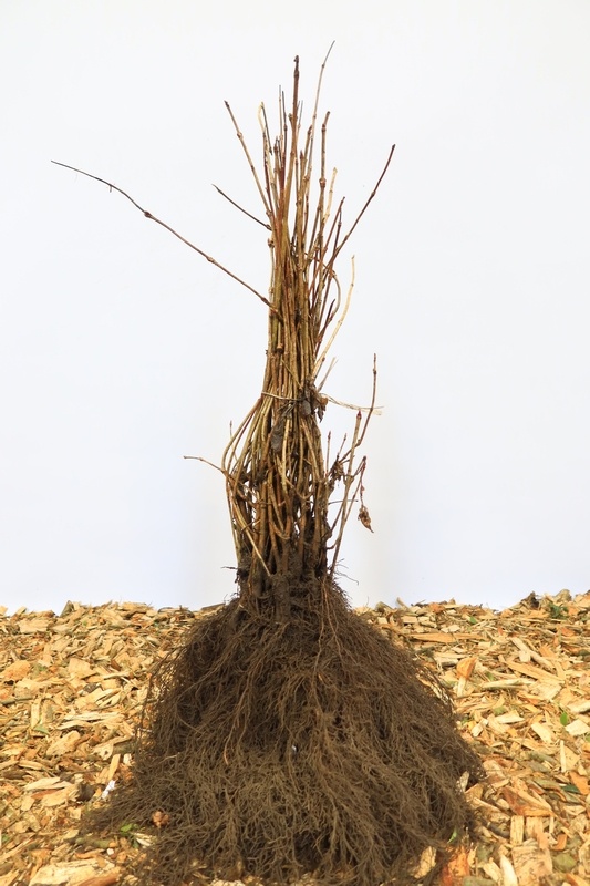 Viburnum rhytidophyllum - Sneeuwbal (Kale wortel)