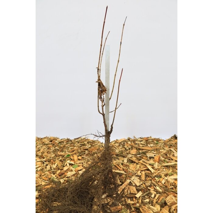 Viburnum rhytidophyllum - Sneeuwbal (Kale wortel)