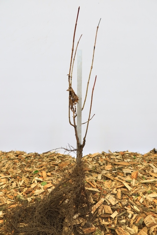 Viburnum rhytidophyllum - Sneeuwbal (Kale wortel)