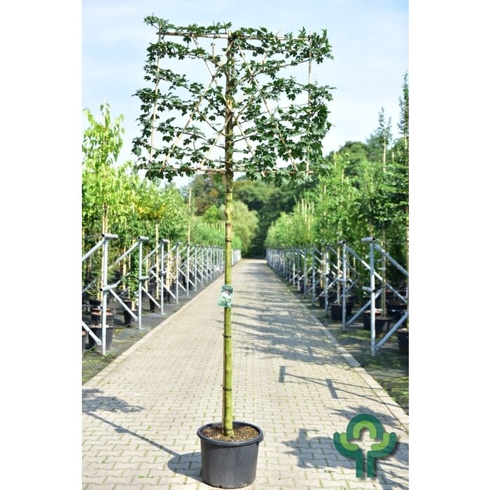 Lei Acer campestre - Acer campestre leiboom