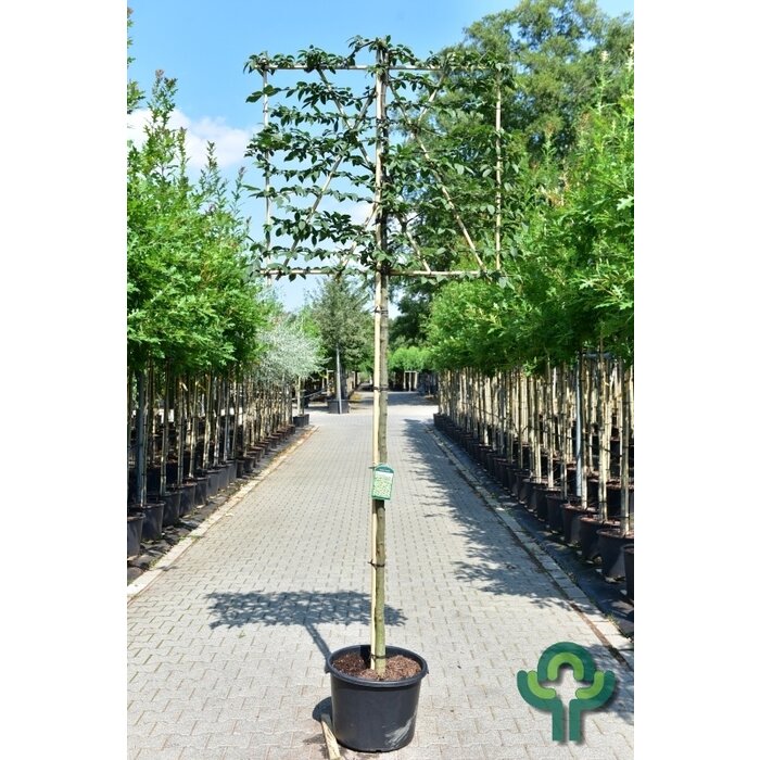 Leihaagbeuk - Carpinus betulus leiboom