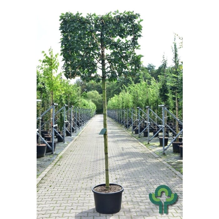 Leihaagbeuk - Carpinus betulus leiboom