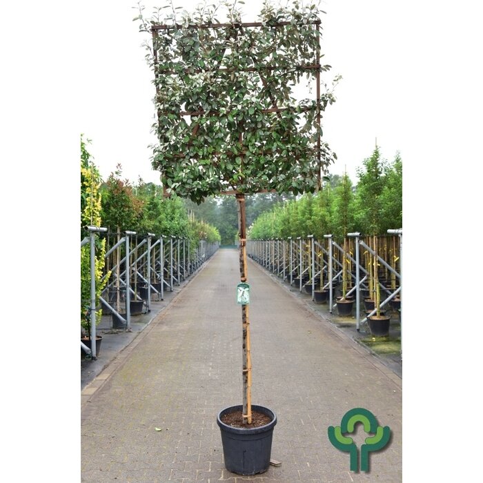 Lei olijfwilg - Elaeagnus ebbingei leiboom