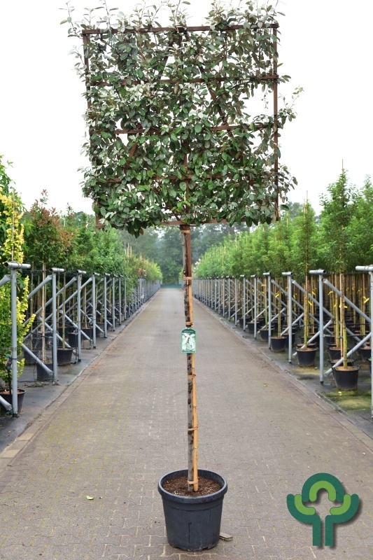 Lei olijfwilg - Elaeagnus ebbingei leiboom