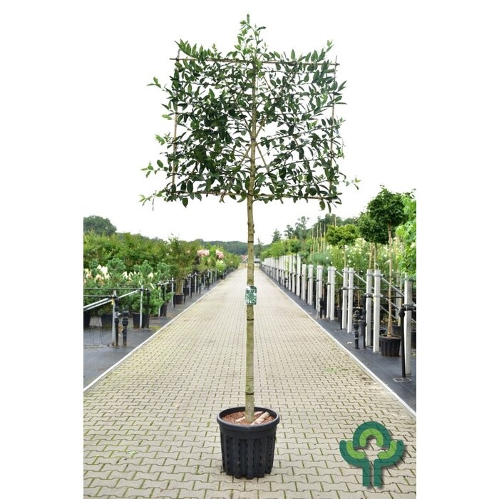 Lei Hulst - Ilex  leiboom