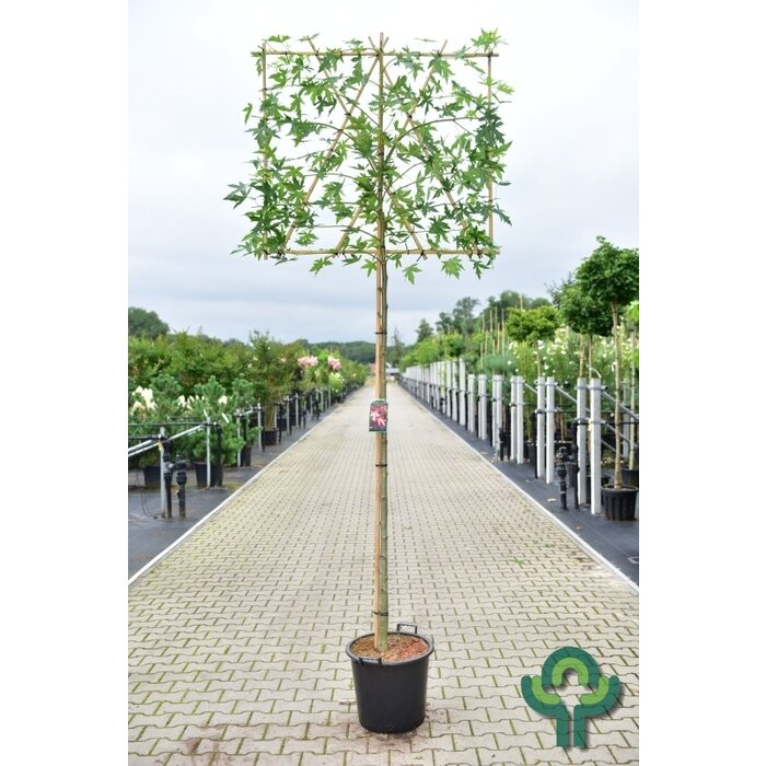 Lei amberboom  - Liquidambar styraciflua 'Worplesdon' leiboom