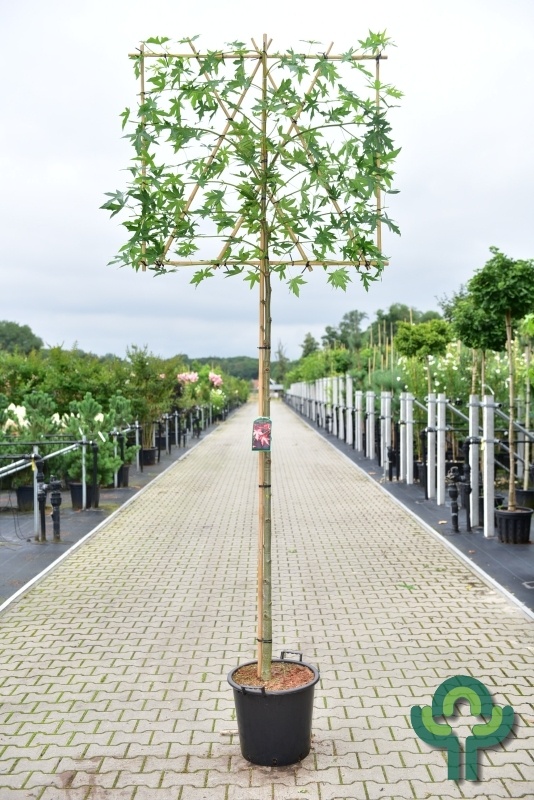 Lei amberboom  - Liquidambar styraciflua 'Worplesdon' leiboom