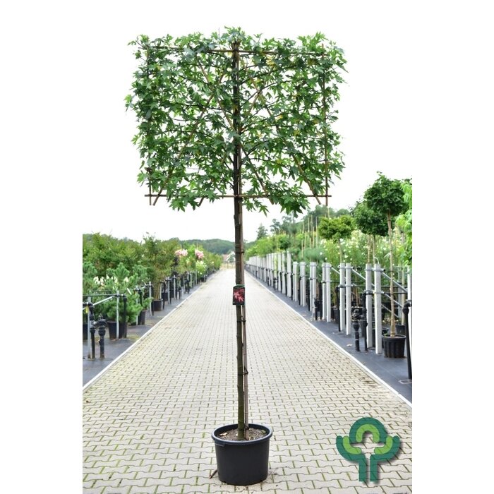 Lei amberboom  - Liquidambar styraciflua 'Worplesdon' leiboom