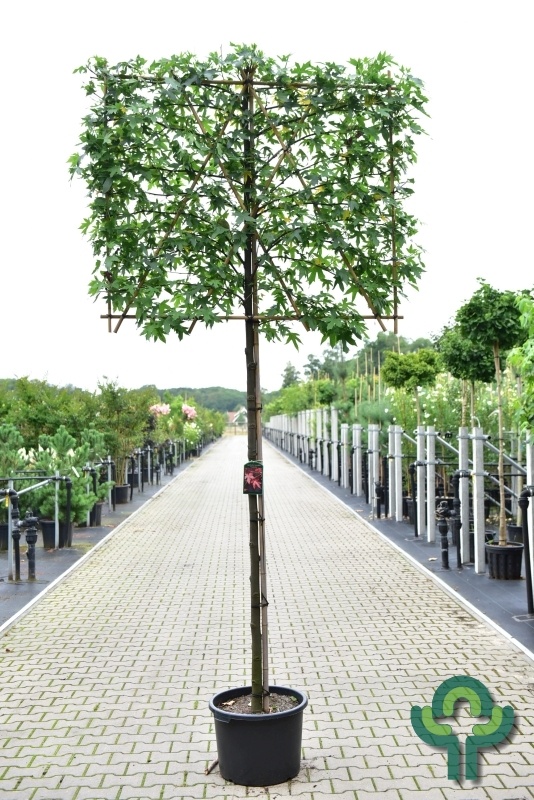 Lei amberboom  - Liquidambar styraciflua 'Worplesdon' leiboom