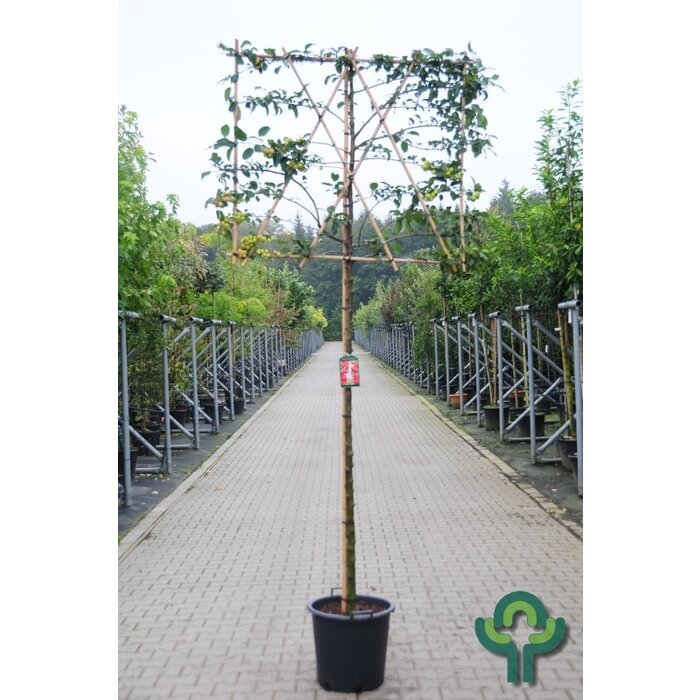 Lei appelboom - Malus domestica 'Elstar' leiboom