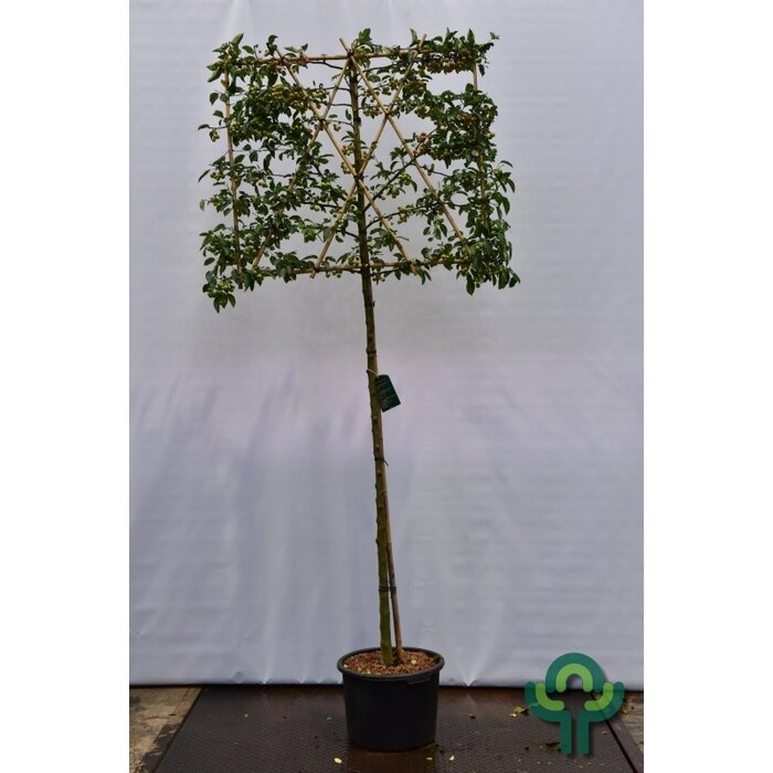 Lei appelboom - Malus 'Evereste'  leiboom