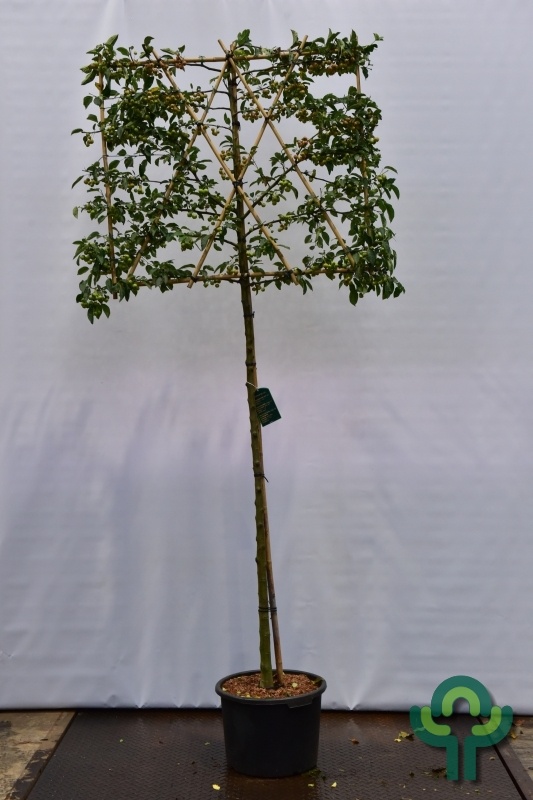 Lei appelboom - Malus 'Evereste'  leiboom
