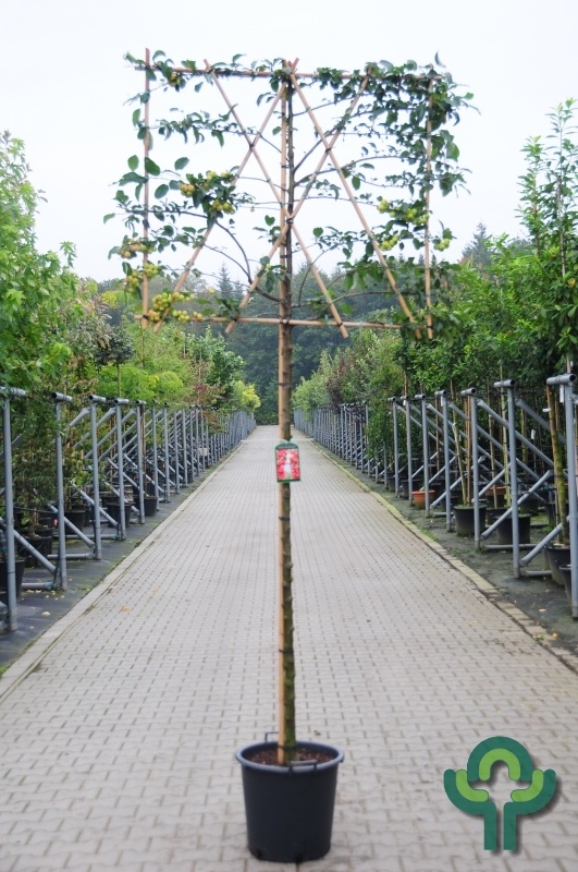 Lei appelboom - Malus 'Evereste'  leiboom