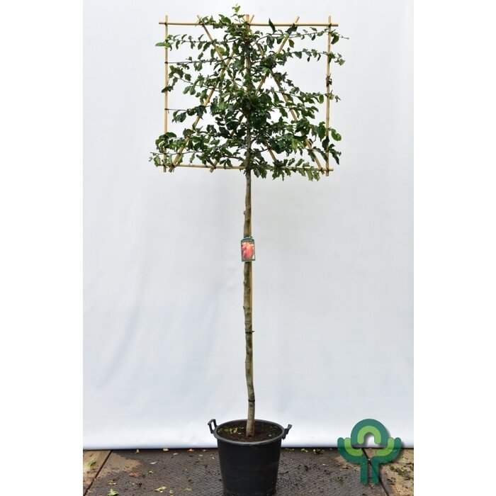 Lei-Parrotia - Parrotia persica 'Bella' leiboom