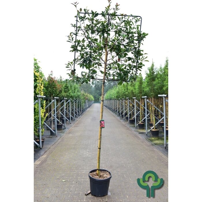 Lei glansmispel - Photinia fraseri 'Red Robin' leiboom