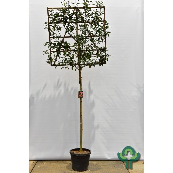 Lei glansmispel - Photinia fraseri 'Red Robin' leiboom