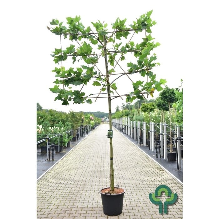 Lei plataan - Platanus hispanica leiboom