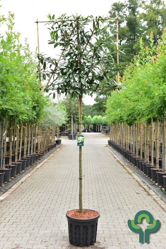 Leilaurier - Prunus laurocerasus 'Caucasica' leiboom