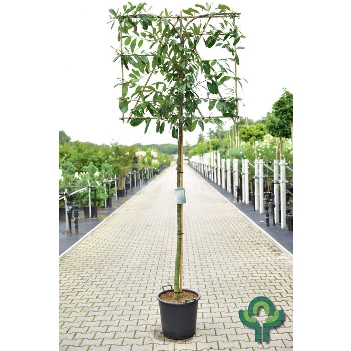 Leilaurier - Prunus laurocerasus 'Novita' leiboom