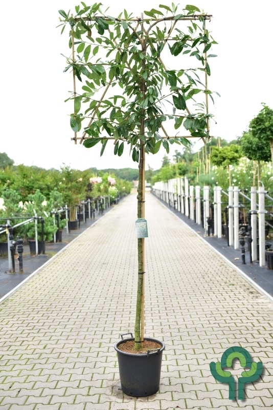 Leilaurier - Prunus laurocerasus 'Novita' leiboom