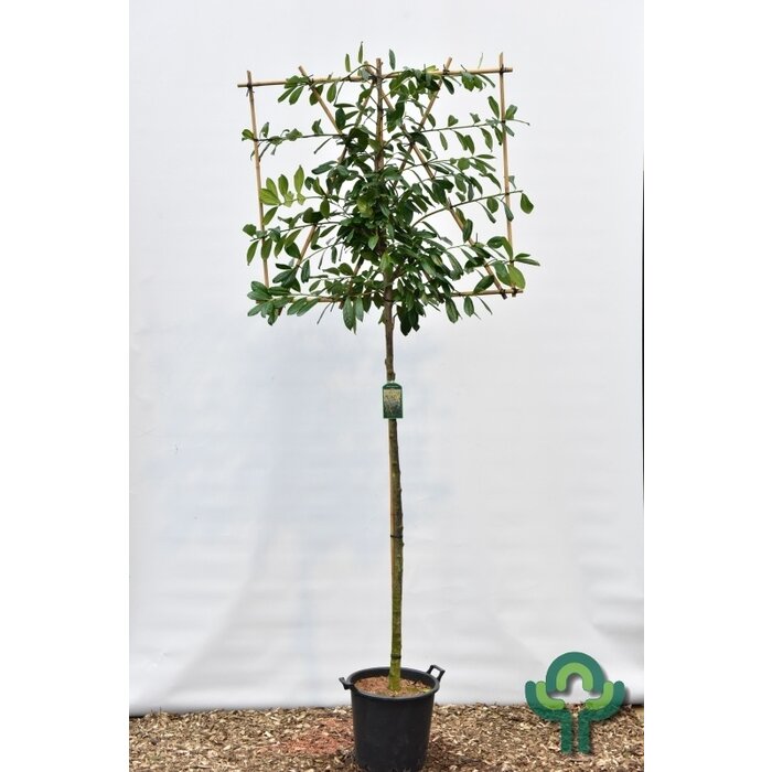 Leilaurier - Prunus laurocerasus 'Novita' leiboom