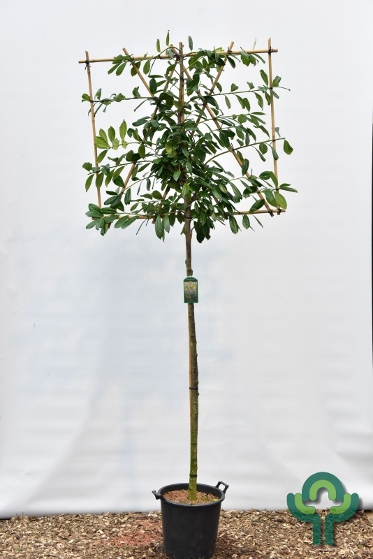 Leilaurier - Prunus laurocerasus 'Novita' leiboom