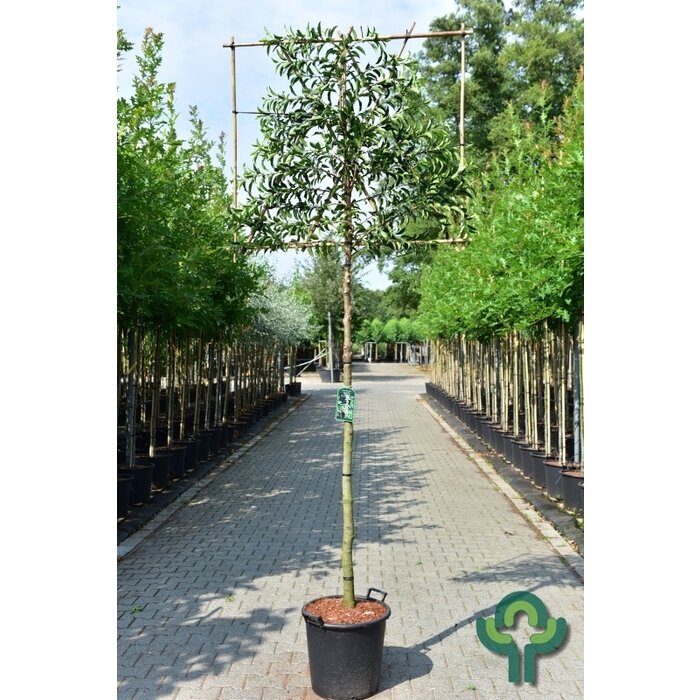 Portugese Leilaurier - Prunus lusitanica 'Angustifolia' leiboom