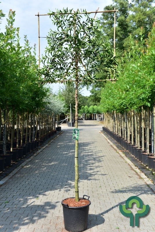 Portugese Leilaurier - Prunus lusitanica 'Angustifolia' leiboom