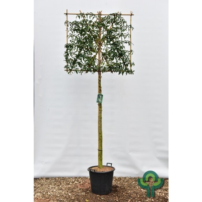 Portugese Leilaurier - Prunus lusitanica 'Angustifolia' leiboom