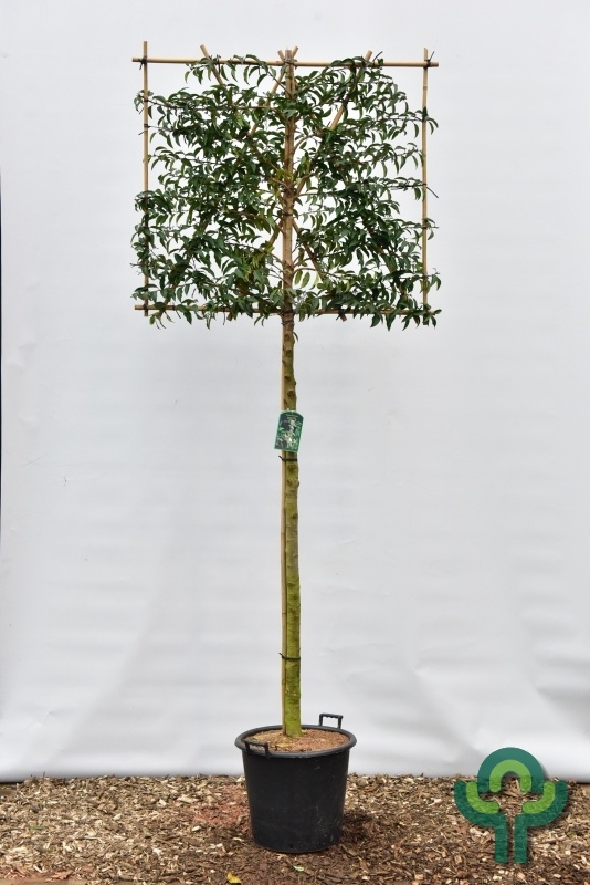 Portugese Leilaurier - Prunus lusitanica 'Angustifolia' leiboom