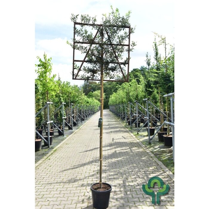 Lei steeneik - Quercus ilex leiboom