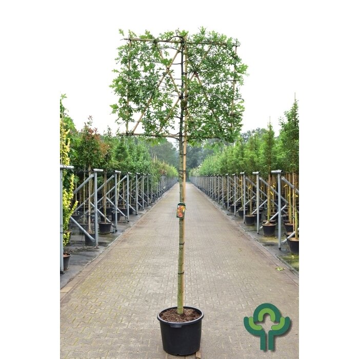 Lei steeneik - Quercus ilex leiboom