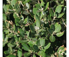 Lei steeneik - Quercus ilex leiboom