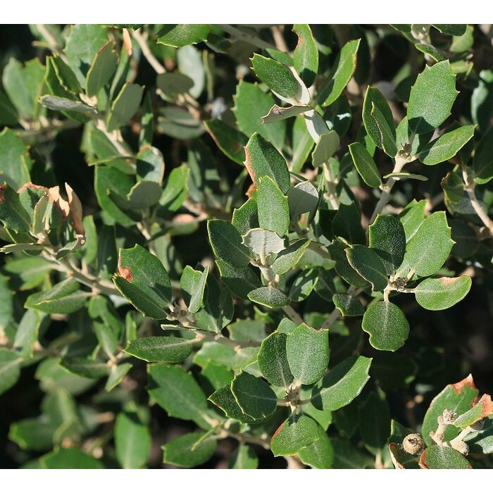 Lei steeneik - Quercus ilex leiboom