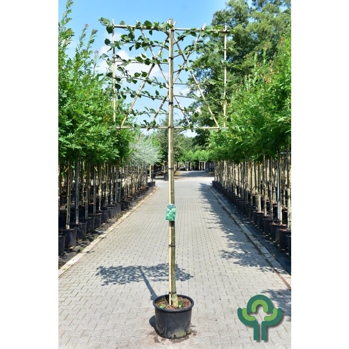 Leilinde - Tilia europaea 'Pallida' leiboom