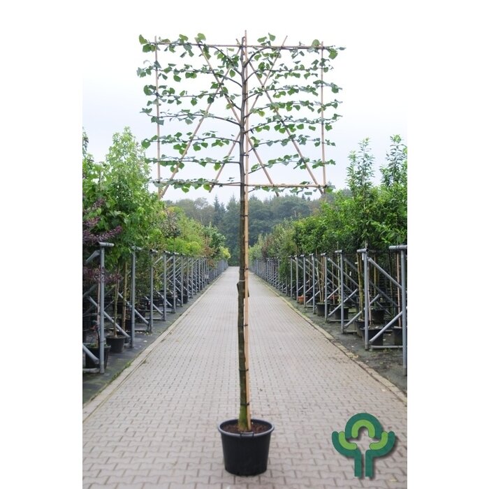 Leilinde - Tilia europaea 'Pallida' leiboom