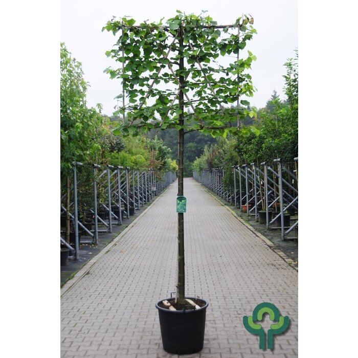 Leilinde - Tilia europaea 'Pallida' leiboom