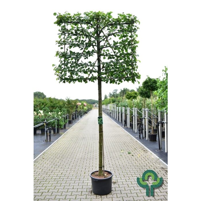 Leilinde - Tilia europaea 'Pallida' leiboom