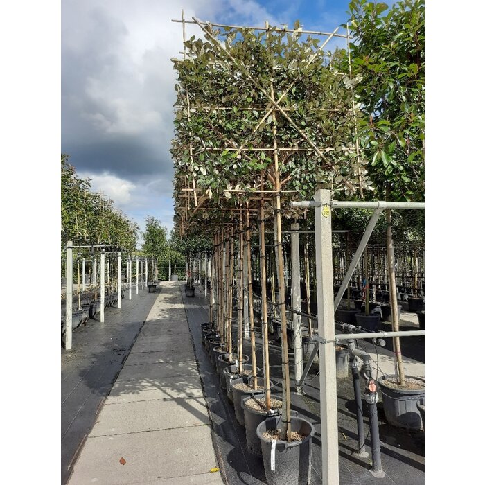 Lei olijfwilg - Elaeagnus ebbingei leiboom