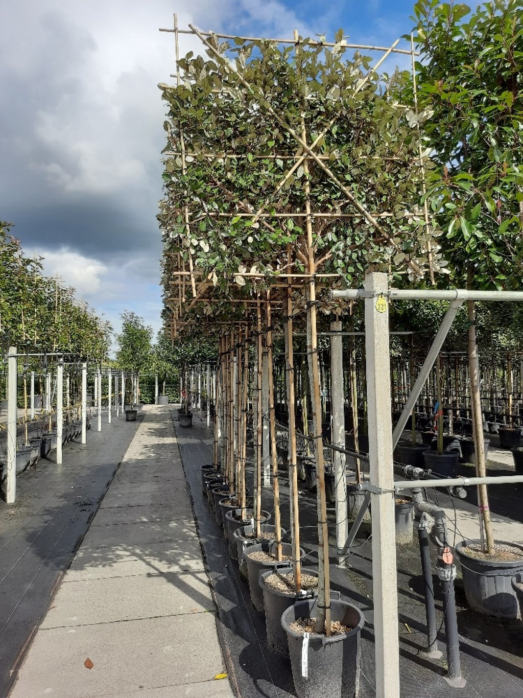 Lei olijfwilg - Elaeagnus ebbingei leiboom