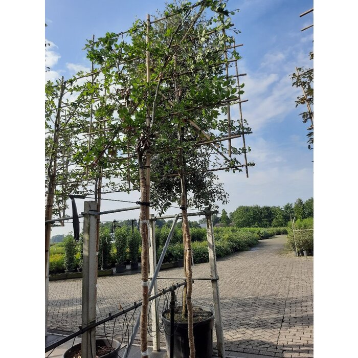 Lei beuk - Fagus sylvatica leiboom