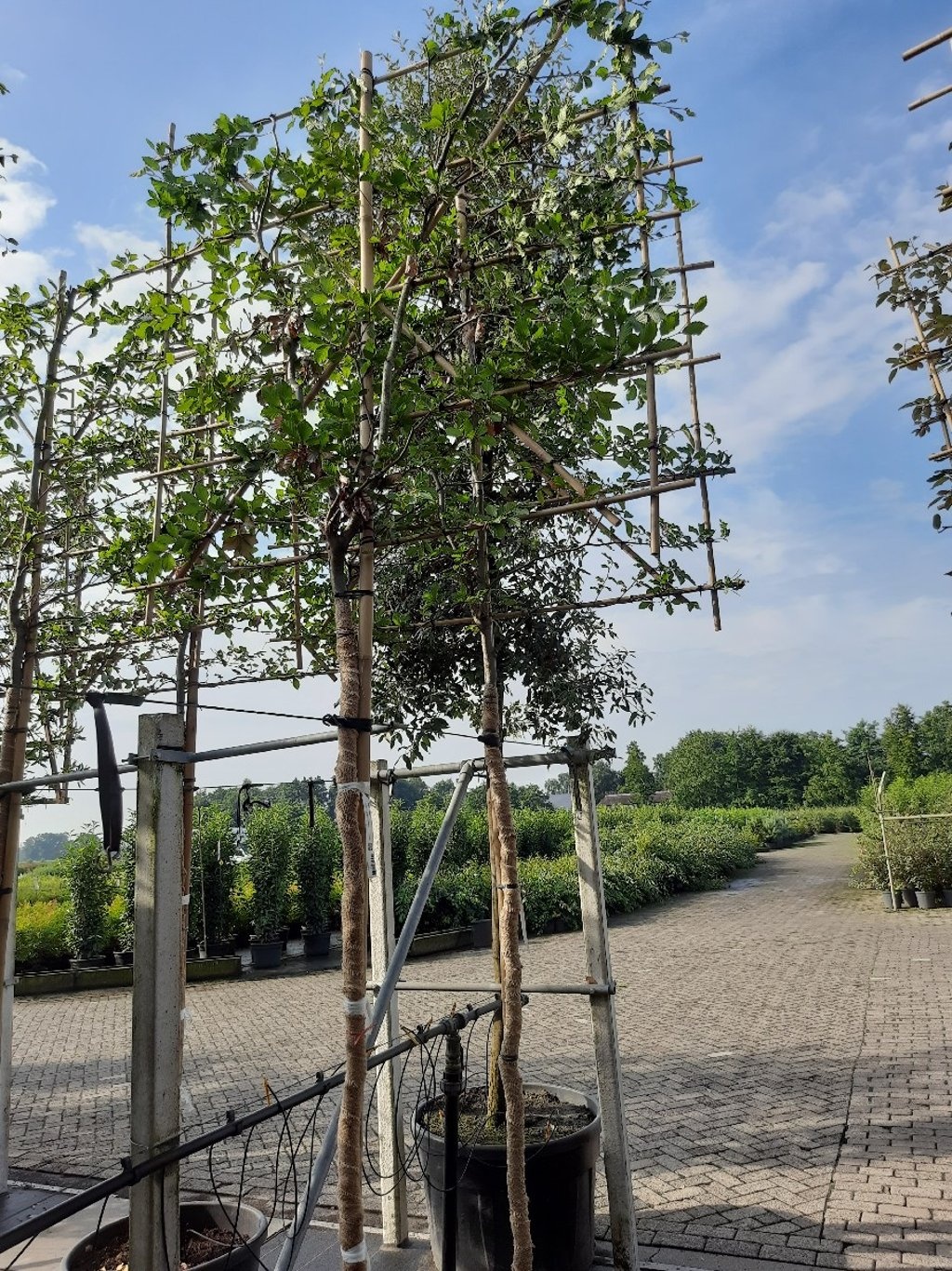 Lei beuk - Fagus sylvatica leiboom