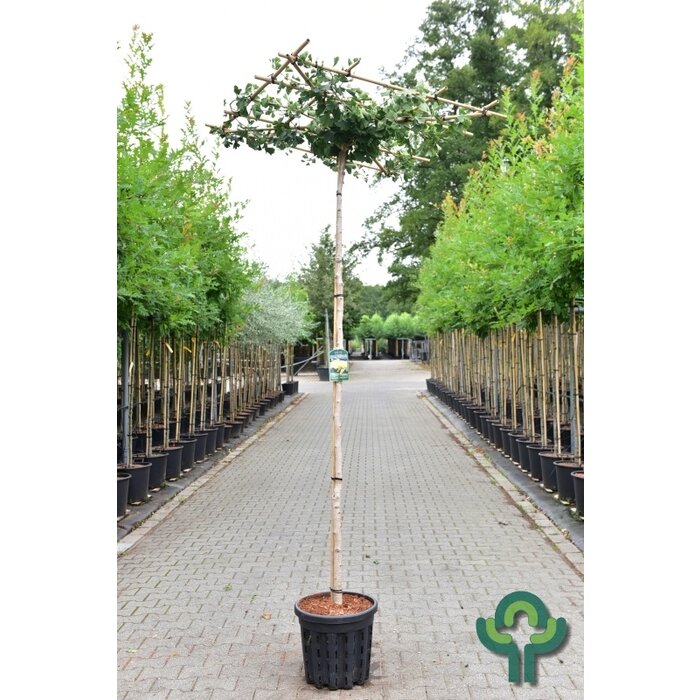 Dak Ginkgo - Ginkgo biloba 'Horizontalis' dakboom