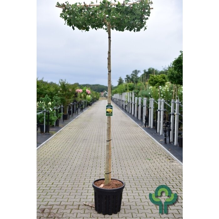 Dak Ginkgo - Ginkgo biloba 'Horizontalis' dakboom