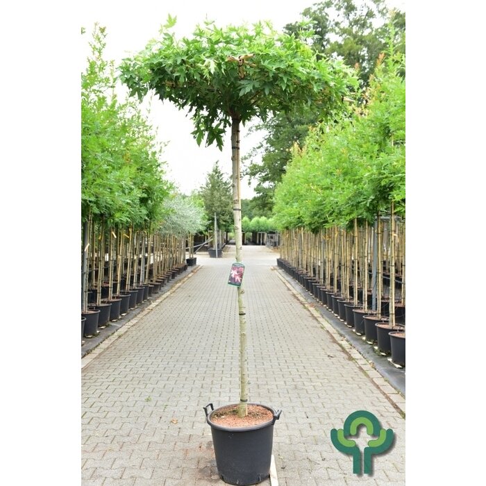 Dakamberboom - Liquidambar styraciflua 'Worplesdon' dakboom